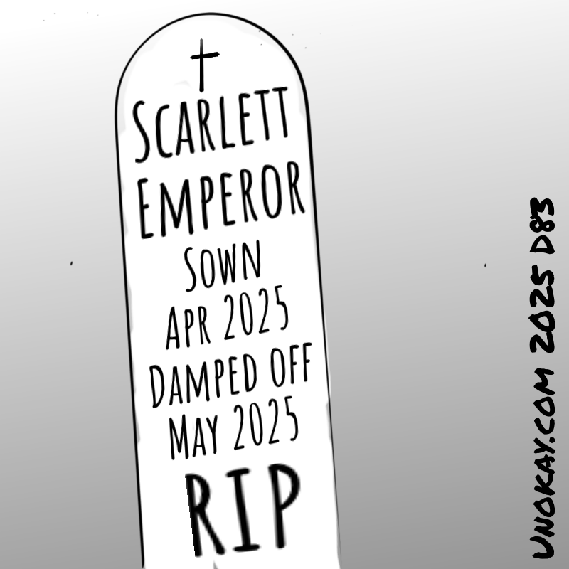 Panel 4: A close up of the label. It has a rounded top and is marked with a cross like a tombstone. On it is written: Scarlett Emperor Sown Apr 2025 Damped off May 2025 RIP