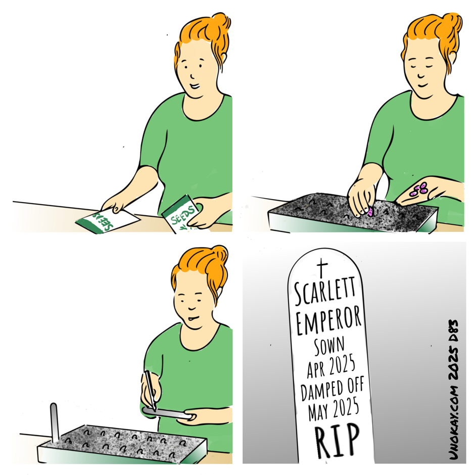This is a four panel cartoon. Panel 1: A woman with a green top and orange hair is handling some packets of seeds. She looks pleased. Panel 2: The woman is planting the seeds in a tray in rows. She holds the seeds in one hand and pushes them in with the other. They look like runner beans seeds. Panel 3: The seeds are all planted and the woman is writing a label. Panel 4: A close up of the label. It has a rounded top and is marked with a cross like a tombstone. On it is written: Scarlett Emperor Sown Apr 2025 Damped off May 2025 RIP The cartoon is signed unokay.com 2025 D83